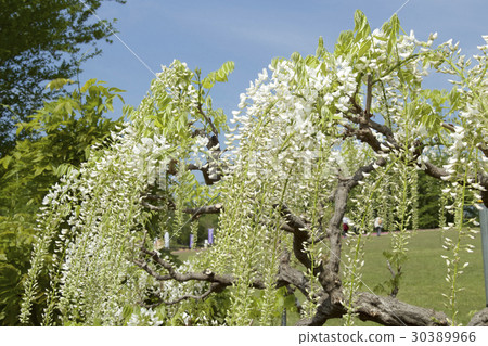 紫藤花 紫藤花 30389966