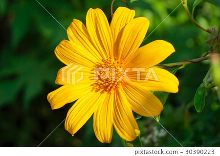 dahlberg daisy 30390223