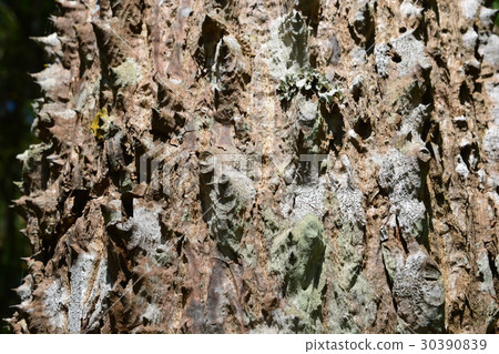 trunk thorny of bombax ceiba tree background 30390839