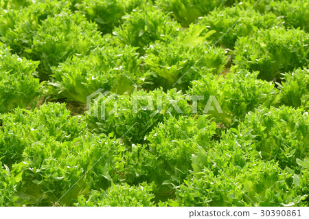 hydroponic plants in vegetable garden farm 30390861