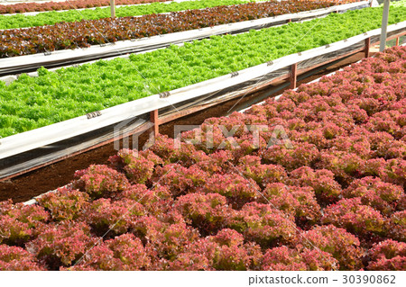 hydroponic plants in vegetable garden farm, hydroponic plants in vegetable garden farm, 30390862