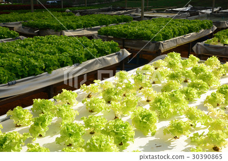 hydroponic plants in vegetable garden farm 30390865