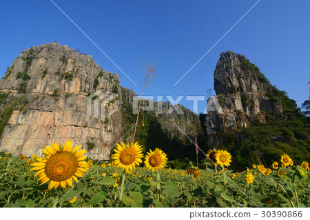 Sunflowers in valley Sunflowers in valley 30390866