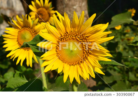 Sunflowers in valley Sunflowers in valley 30390867