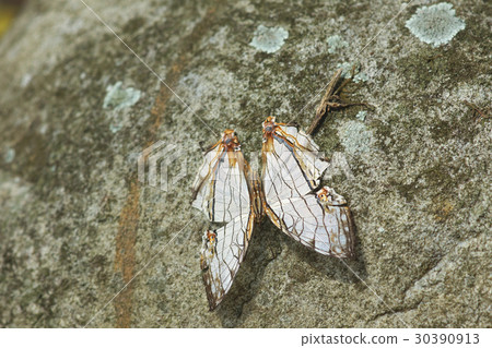 網絲蛺蝶 30390913