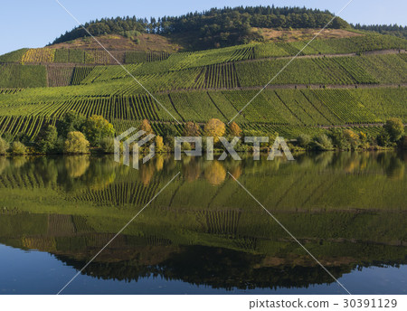 Moselle with vineyards Moselle with vineyards 30391129