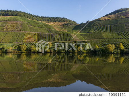 Moselle with Vneyards and Reflection 30391131