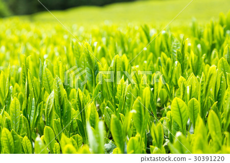 Japanese Tea Tea Leaves Sprouts New Tea Japanese Tea Tea Leaves Sprouts New Tea 30391220