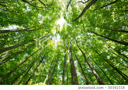 Fresh green of beech 30392316