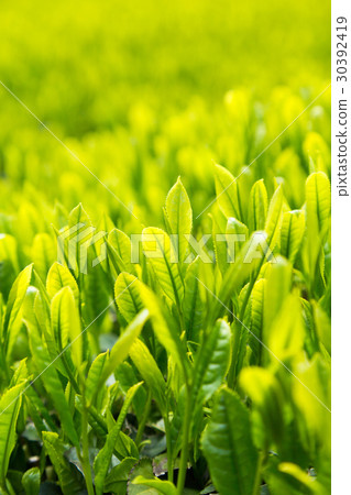 Japanese Tea Tea Leaves Sprouts New Tea 30392419