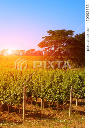 Vineyards Vineyards 30392583