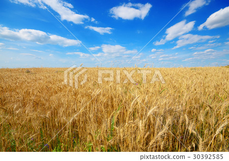 Wheat field against sun light 30392585
