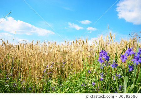 Wheat field against sun light Wheat field against sun light 30392586