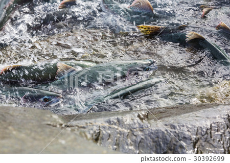 Spawning salmon 30392699