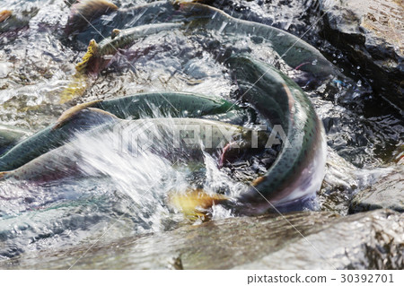 Spawning salmon 30392701