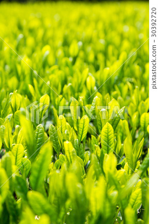 Japanese Tea Tea Leaves Sprouts New Tea 30392720
