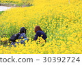 兩個油菜田 30392724