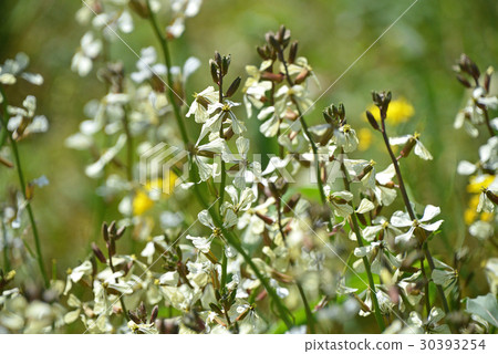 Arugula flowers 30393254