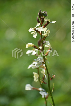 Arugula flowers Arugula flowers 30393257