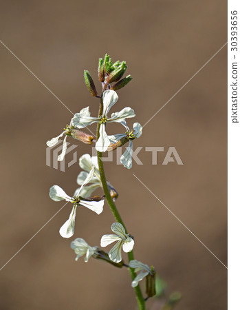 Arugula flowers 30393656