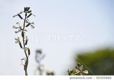 芝麻菜花 30393660