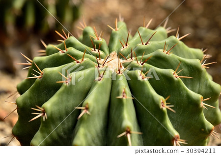 Cactus 30394211