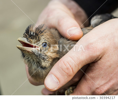 Eurasian jays on hands. Garrulus glandarius bird 30394217