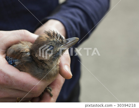 Eurasian jays on hands. Garrulus glandarius bird 30394218
