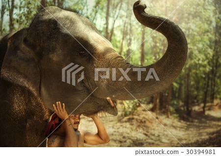 Thailand Mahout man and elephant is life 30394981