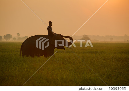 Man riding an elephant in the middle 30395065