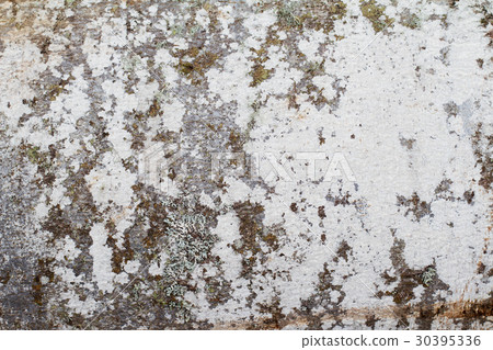 tree trunk covered in white moss tree trunk covered in white moss 30395336