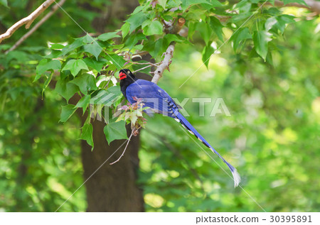 台灣藍鵲 台灣藍鵲 30395891