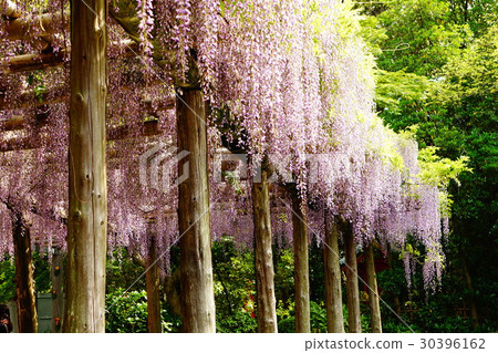 Kumi伊豆神社的Fuya花 Kumi伊豆神社的Fuya花 30396162