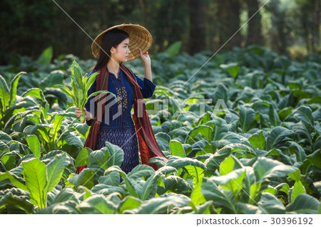 Laos women beautiful portrait farming concept Laos women beautiful portrait farming concept 30396192