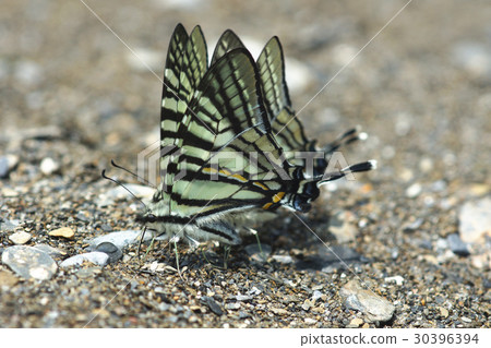 Sword butterfly Sword butterfly 30396394