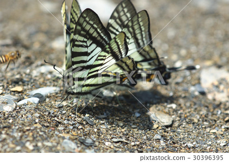 Sword butterfly Sword butterfly 30396395