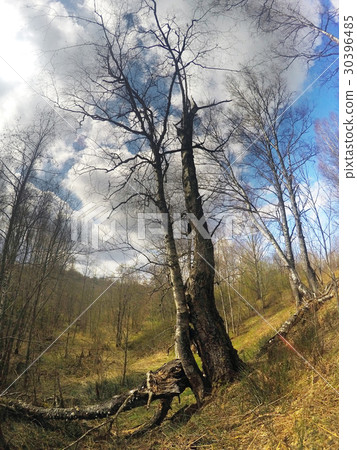 birch in a ravine at the beginning of spring.. 30396485