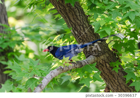 台灣藍鵲 30396637