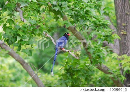 台灣藍鵲 30396643