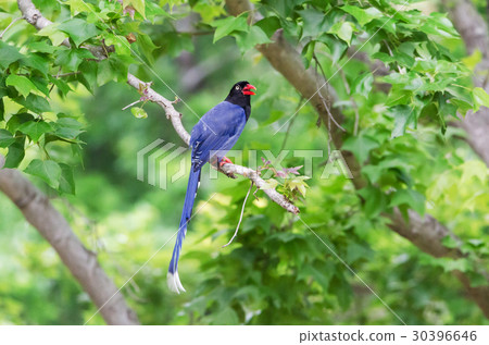 台灣藍鵲 30396646