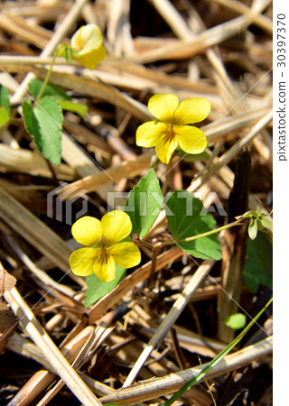 Kisumire Yamanami高速公路高地高原高原 30397370