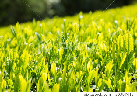 Japanese Tea Tea Leaves Sprouts New Tea 30397413