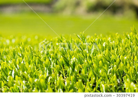 Japanese Tea Tea Leaves Sprouts New Tea 30397419