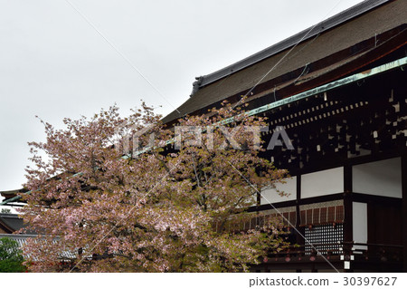 Kyoto Imperial Palace Shrine Plaza Sakurai Cherry Blossoms Kyoto Imperial Palace Shrine Plaza Sakurai Cherry Blossoms 30397627