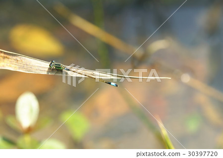 Blue grain Blue grain 30397720