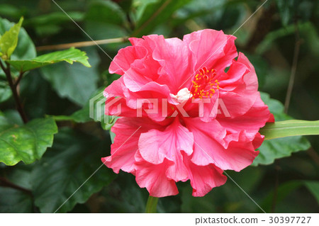 朱槿 朱槿 30397727