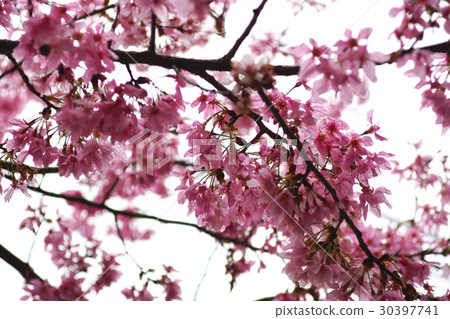 櫻花 櫻花 30397741