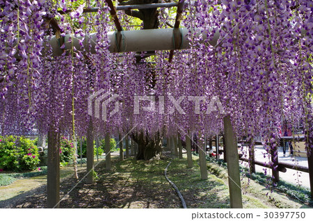 Wisteria of an old temple Wisteria of an old temple 30397750