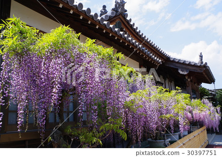 Wisteria of an old temple 30397751