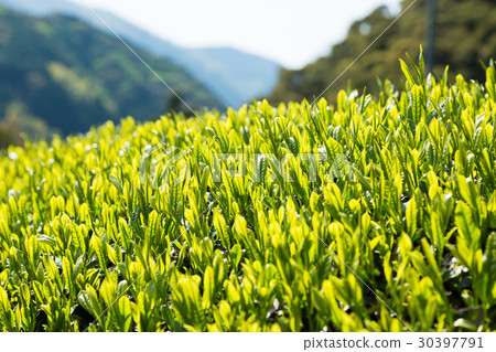 Japanese Tea Tea Leaves Sprouts New Tea 30397791